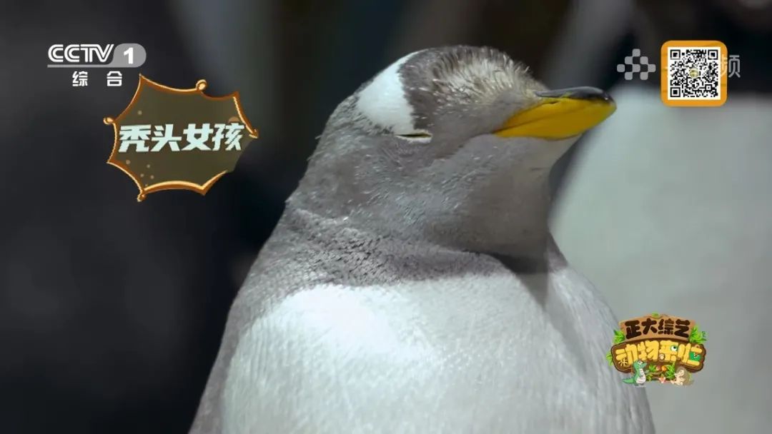 羚王如何展现王的威风？今天18:00档，CCTV-1《正大综艺·动物来啦》带您一探究竟→