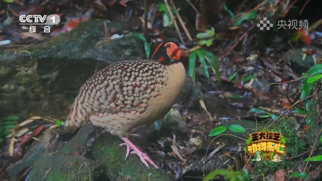 羚王如何展现王的威风？今天18:00档，CCTV-1《正大综艺·动物来啦》带您一探究竟→