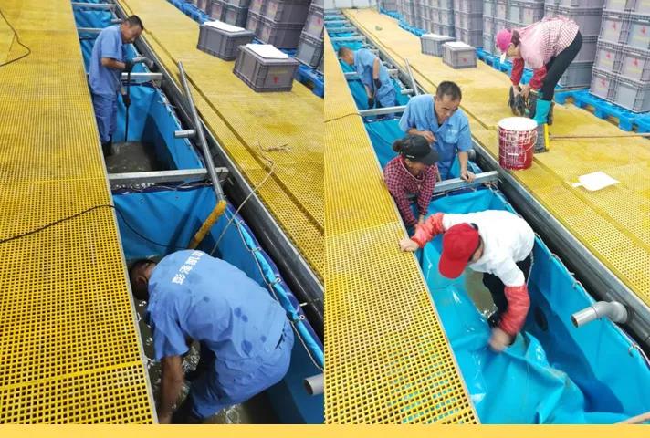 小龙虾离开塘口还能存活长达6个月!低温仓储暂养技术,实现小龙虾全年鲜活供应