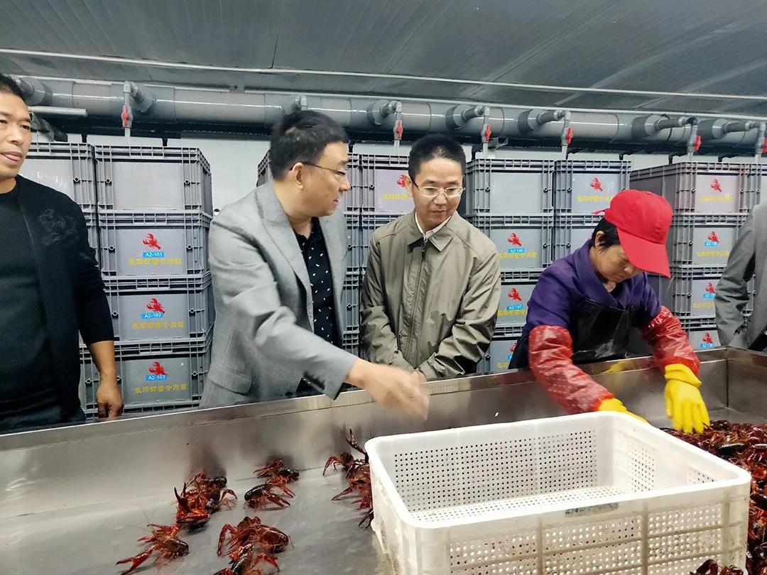 小龙虾离开塘口还能存活长达6个月!低温仓储暂养技术,实现小龙虾全年鲜活供应