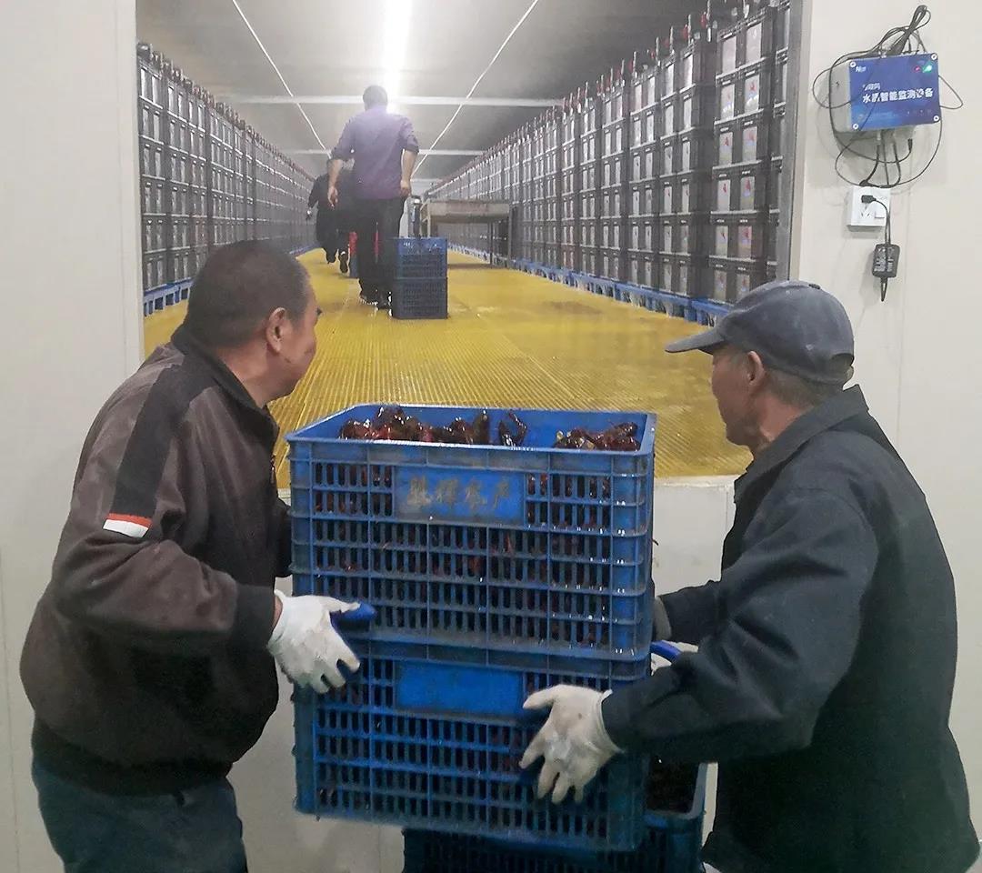 小龙虾离开塘口还能存活长达6个月!低温仓储暂养技术,实现小龙虾全年鲜活供应