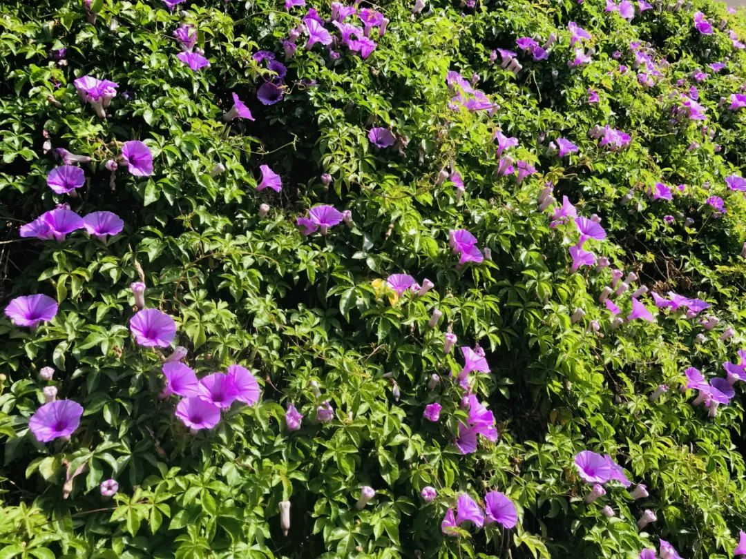 西盟“眼”：美丽乡村的“宠儿”——牵牛花