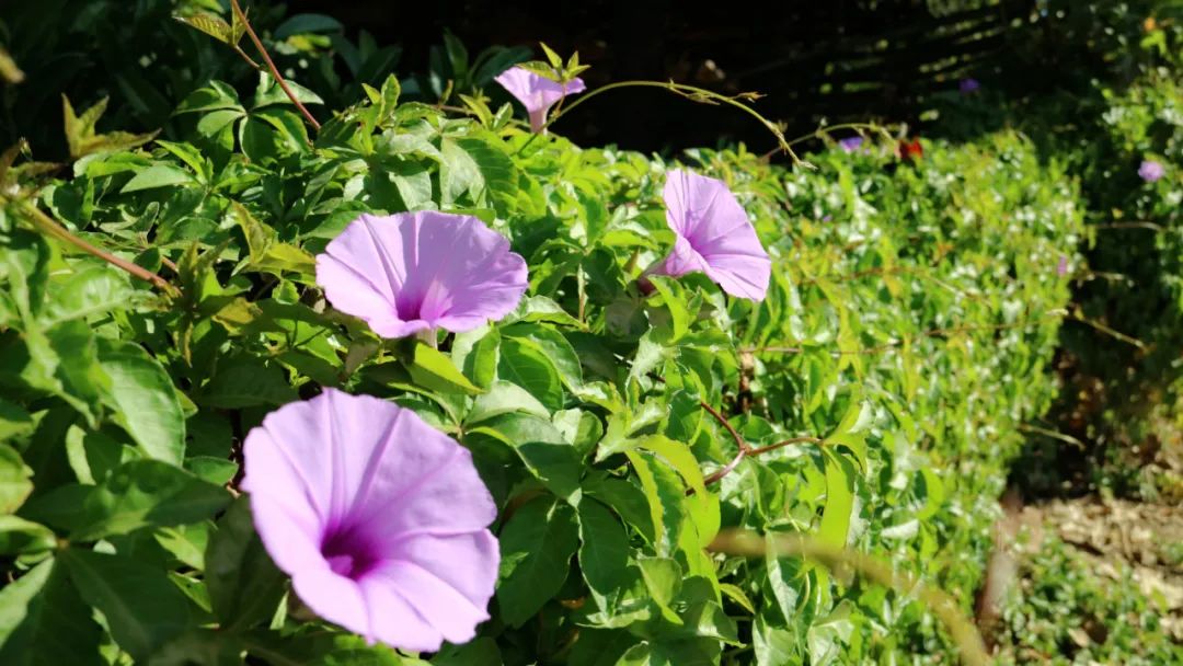 西盟“眼”：美丽乡村的“宠儿”——牵牛花