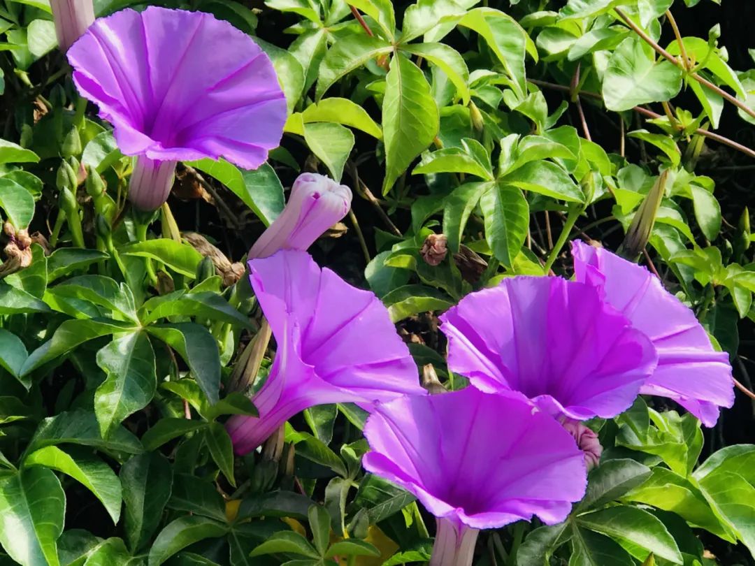 西盟“眼”：美丽乡村的“宠儿”——牵牛花