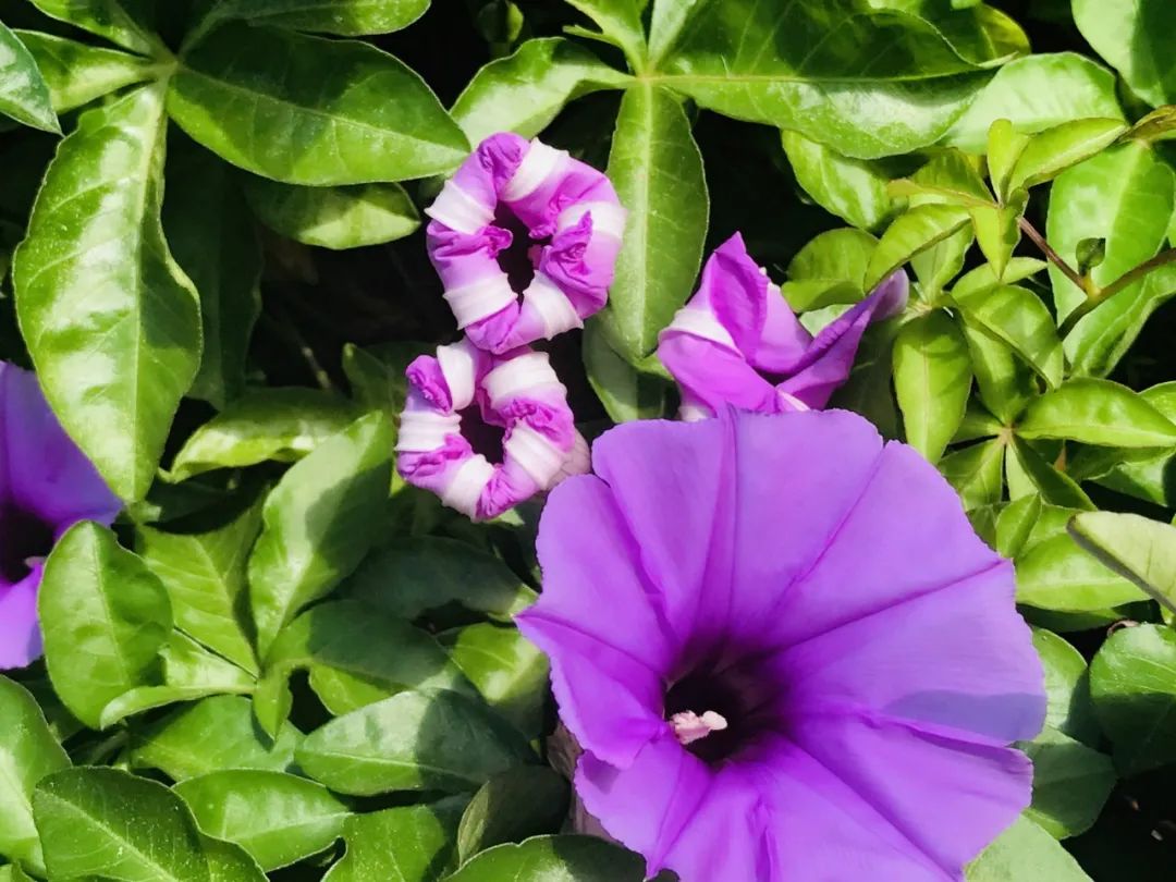 西盟“眼”：美丽乡村的“宠儿”——牵牛花