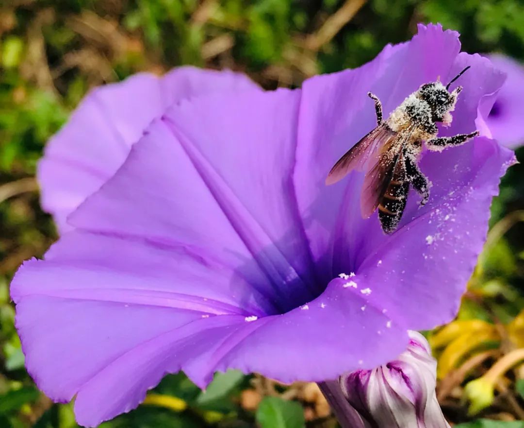 西盟“眼”：美丽乡村的“宠儿”——牵牛花