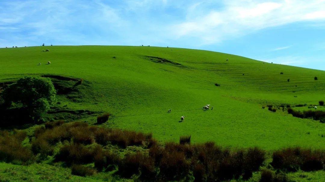 6年睡在公司里，35岁留学，36岁获得新西兰顶级动画新人奖——超酷红姐的硬核人生