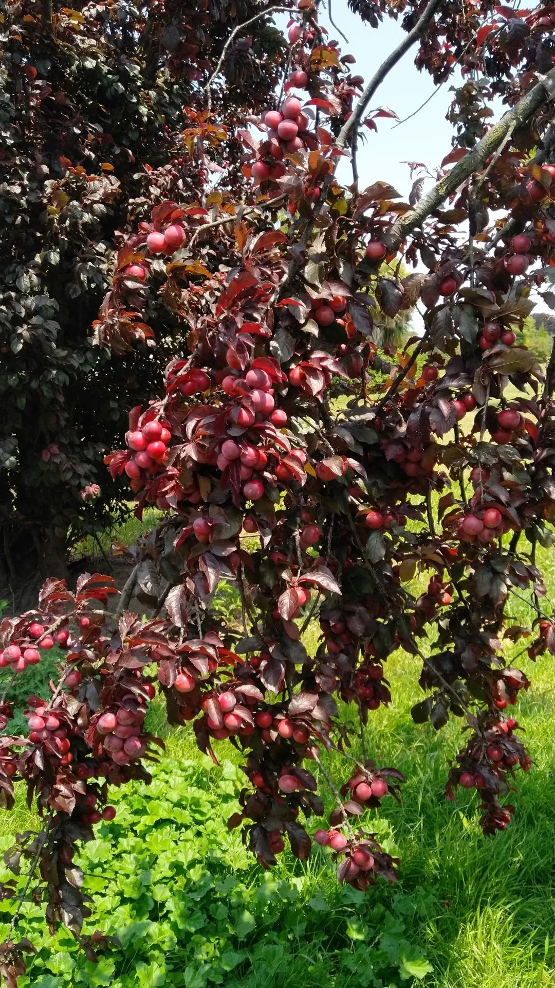 6年睡在公司里，35岁留学，36岁获得新西兰顶级动画新人奖——超酷红姐的硬核人生