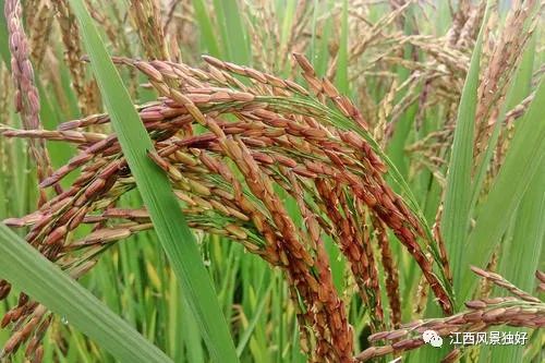 井冈山星星之火可以燎原,井冈山红米和云南红米