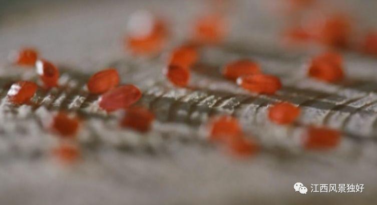 井冈山星星之火可以燎原,井冈山红米和云南红米