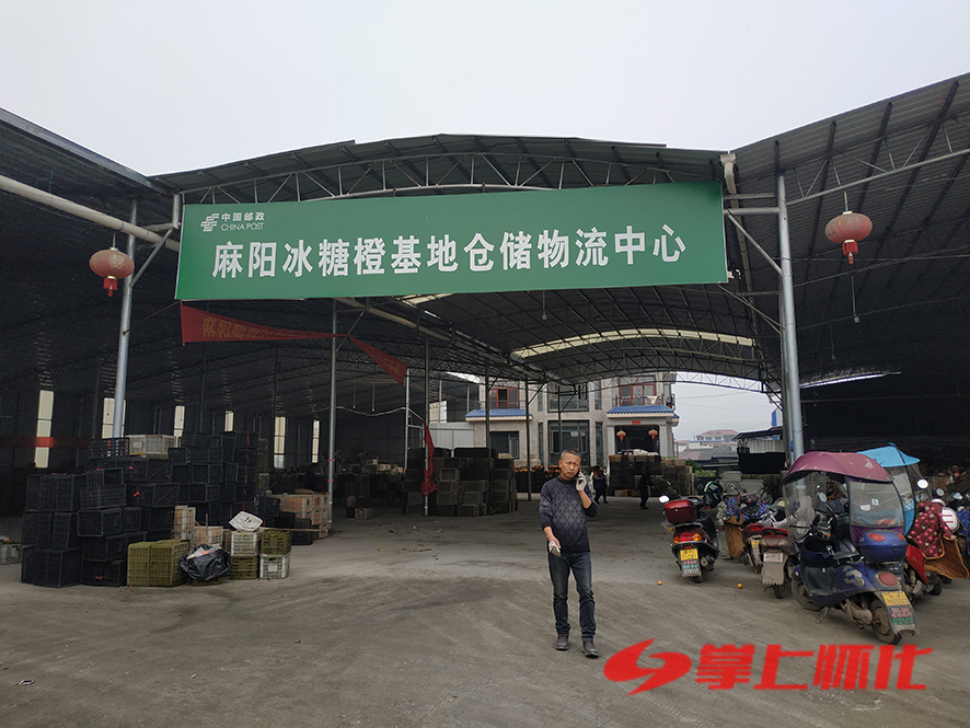 柑橘采收前景如何,橙子正宗麻阳冰糖橙整箱10斤大果