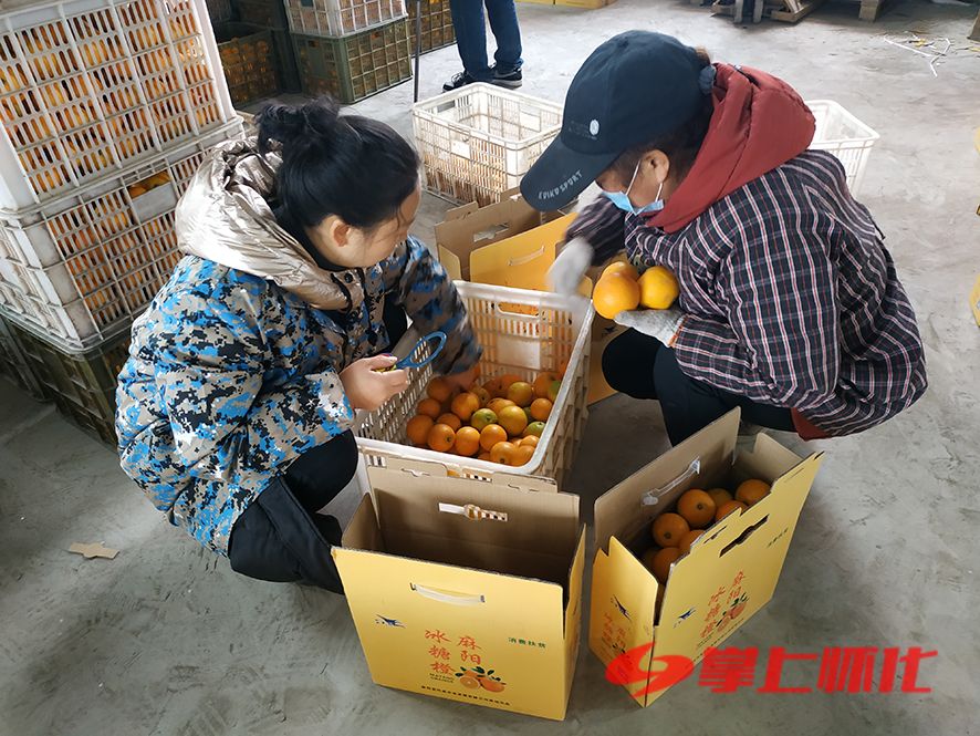 柑橘采收前景如何,橙子正宗麻阳冰糖橙整箱10斤大果