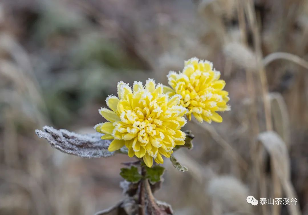 美如桃源！藏在*安泰**里的“神仙美宿”，带你睡进诗画里……