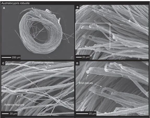 科学家发现上亿年前的信号,科学家发现精子质量