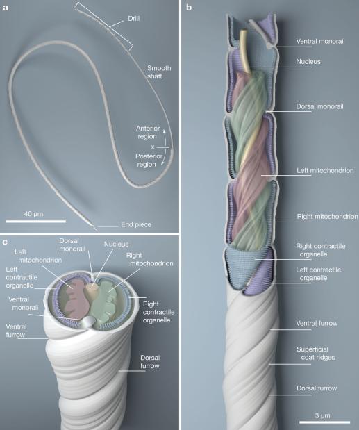 科学家发现上亿年前的信号,科学家发现精子质量