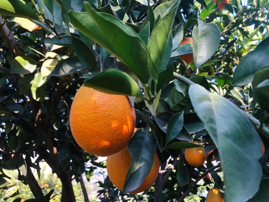 冬天感受阳光的味道,冬天到凉山
