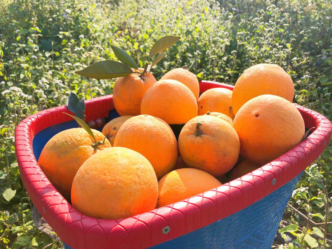 冬天感受阳光的味道,冬天到凉山