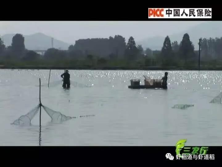 稻虾养殖一亩田的收益,90后致富带头人稻虾养殖