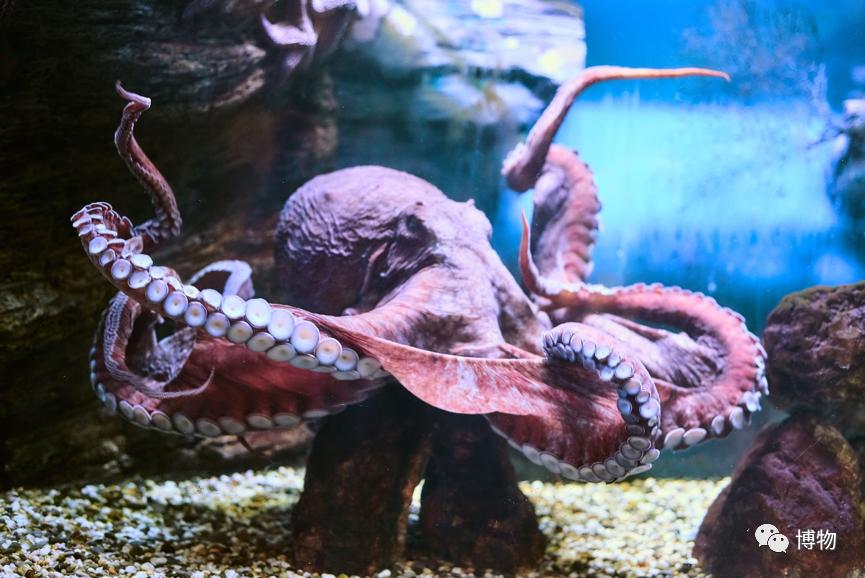 章鱼嘟嘴是真的吗,章鱼嘟嘟嘟