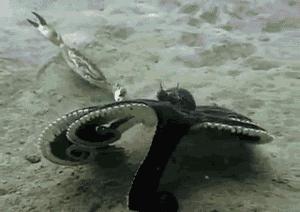 章鱼嘟嘴是真的吗,章鱼嘟嘟嘟