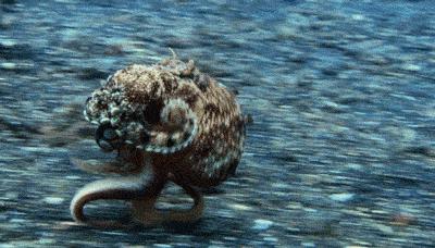 章鱼嘟嘴是真的吗,章鱼嘟嘟嘟