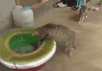 章鱼嘟嘴是真的吗,章鱼嘟嘟嘟