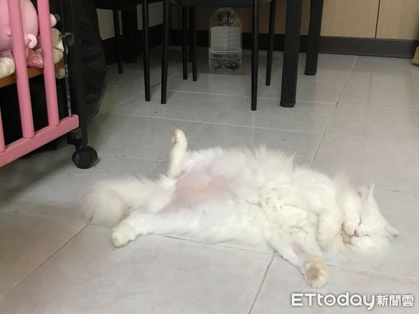 波斯猫脸上「多一圈橘渍」舔不掉　网见罐罐空空赏傻眼：太咸啦