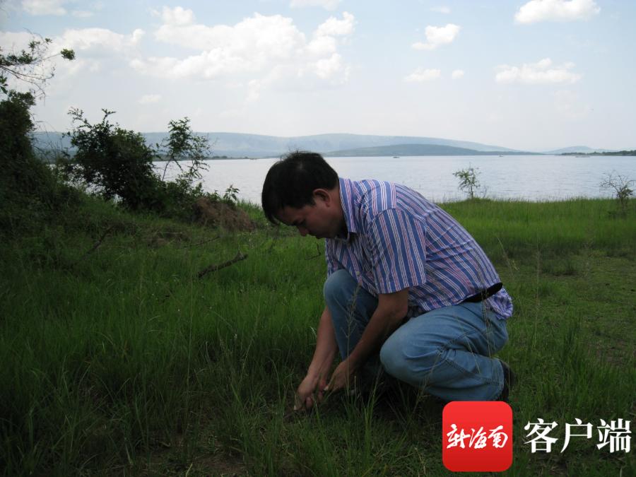 躬身向小草中国热带农业科学院副院长、研究员刘国道35载致敬海南