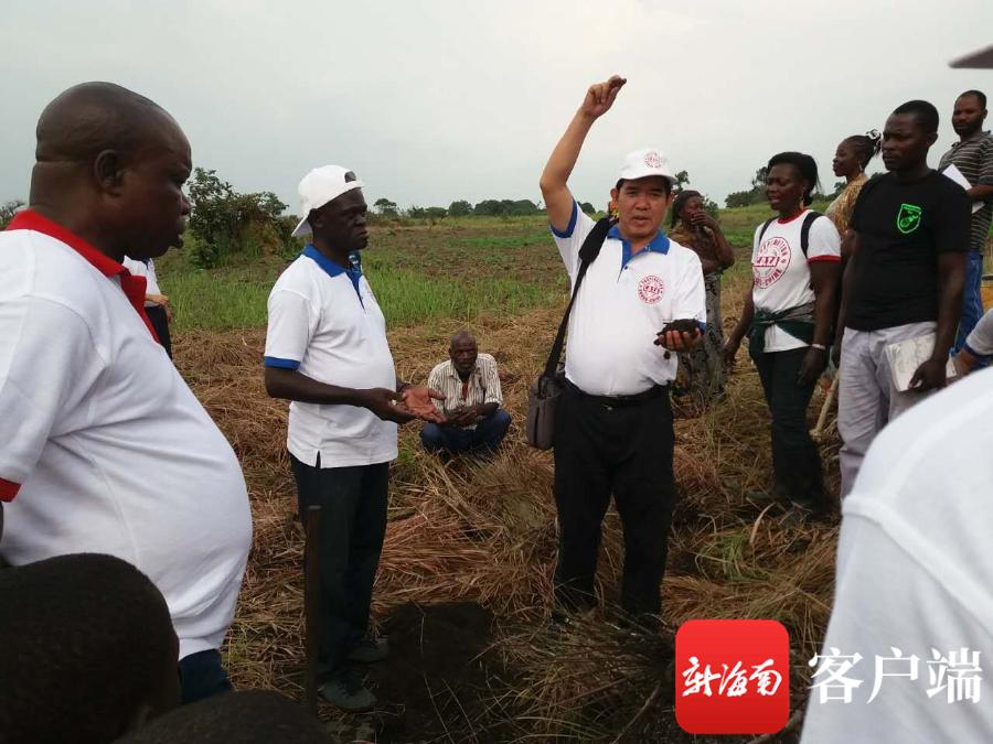 躬身向小草中国热带农业科学院副院长、研究员刘国道35载致敬海南