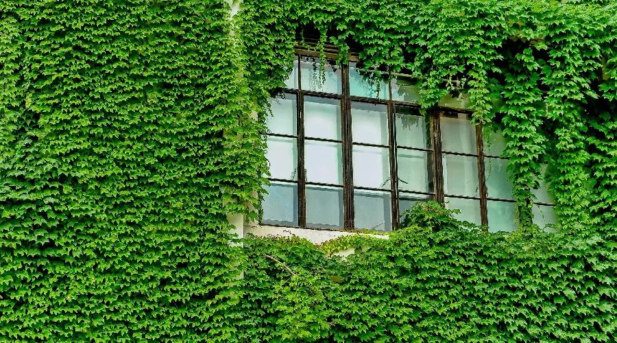 夜读丨看窗外的電影