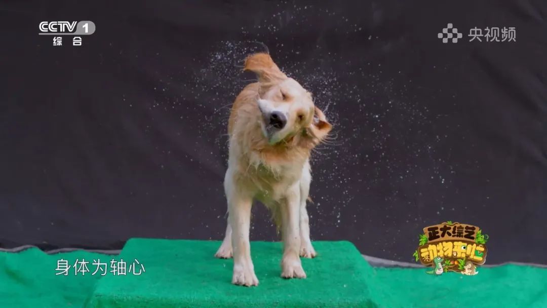 谁是动物界的“最强甩干机”？今天18:00档，CCTV-1《正大综艺·动物来啦》为你揭晓→