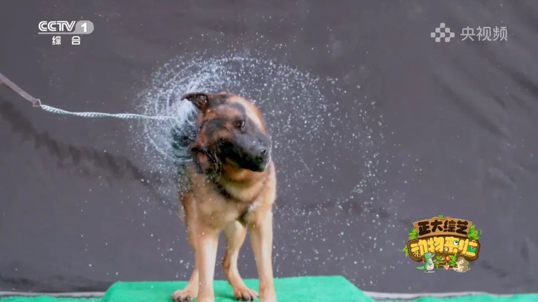 谁是动物界的“最强甩干机”？今天18:00档，CCTV-1《正大综艺·动物来啦》为你揭晓→