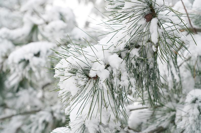 数九寒天今日始冬至,今日冬至冬已至你如约而至