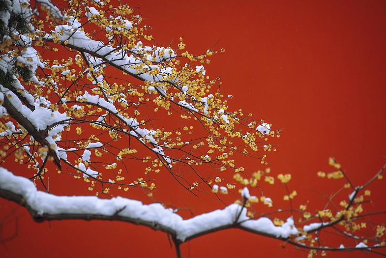 数九寒天今日始冬至,今日冬至冬已至你如约而至