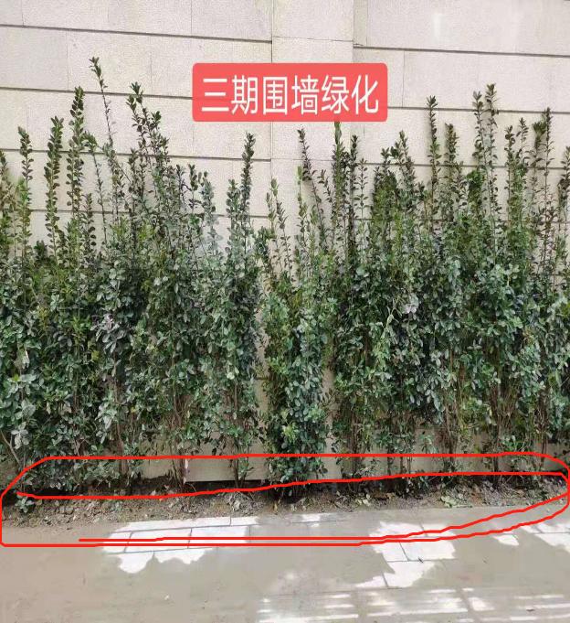 信达公园里命案,信达公园里投诉事件