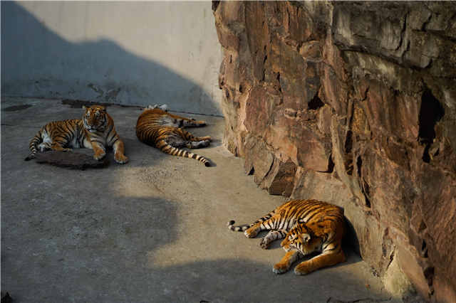 上海和平公园的动物们都走了吗,上海和平公园看动物