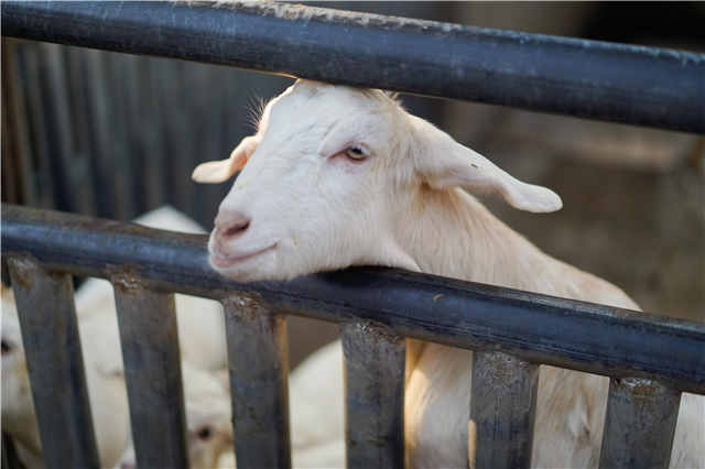 上海和平公园的动物们都走了吗,上海和平公园看动物