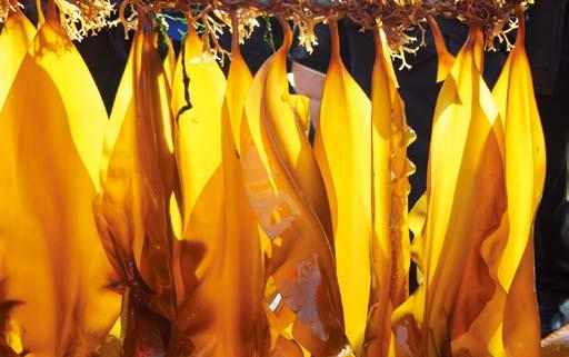 海芝宝深海小海带批发价,海芝宝深海小海带荣成专卖店