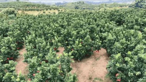 菜心美食节增城,2019广州增城菜心美食节开幕