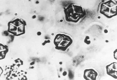 机密代号“601”！这个在上海提出的项目，曾两度与诺奖擦肩……