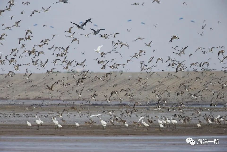 南通最美海岸线,南通海岸线公园风景图