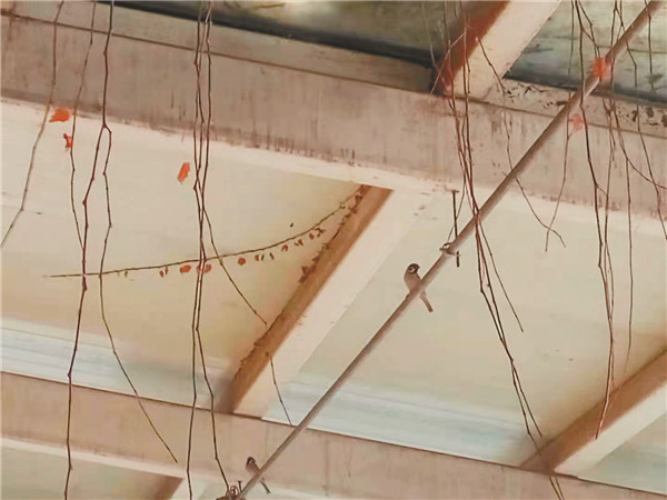 麻雀几天能生小宝宝,麻雀孵宝宝