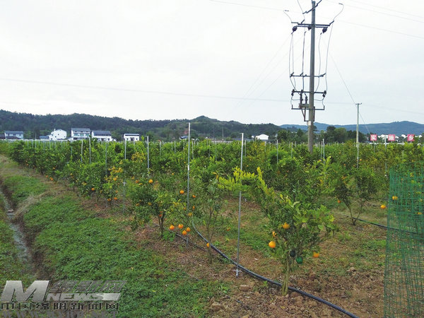 浓墨重彩绘就新画卷,浓墨重彩描绘美丽乡村新画卷