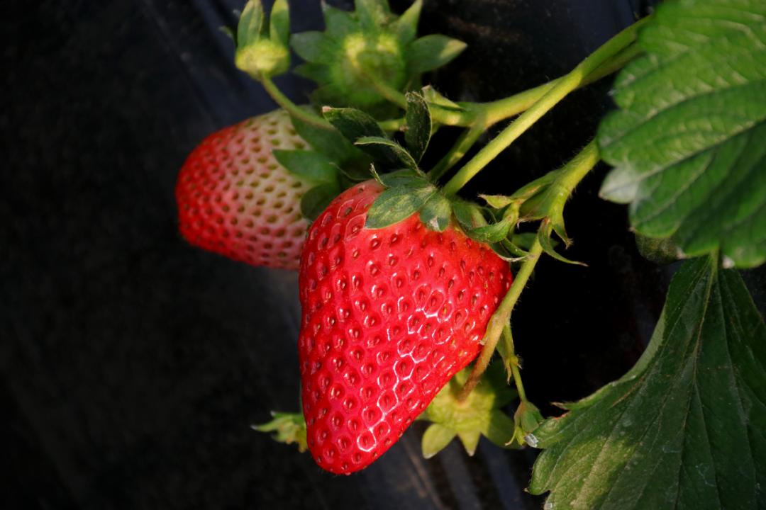 冬天感受阳光的味道,冬天到凉山