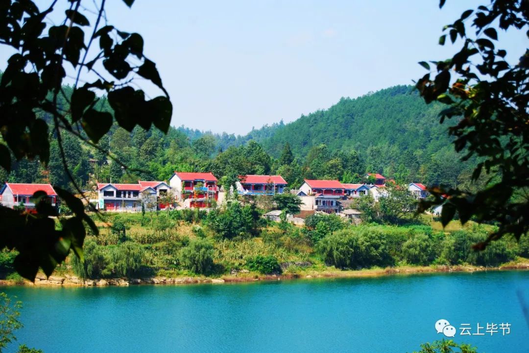 黔西北回忆,黔西北百里杜鹃第一村