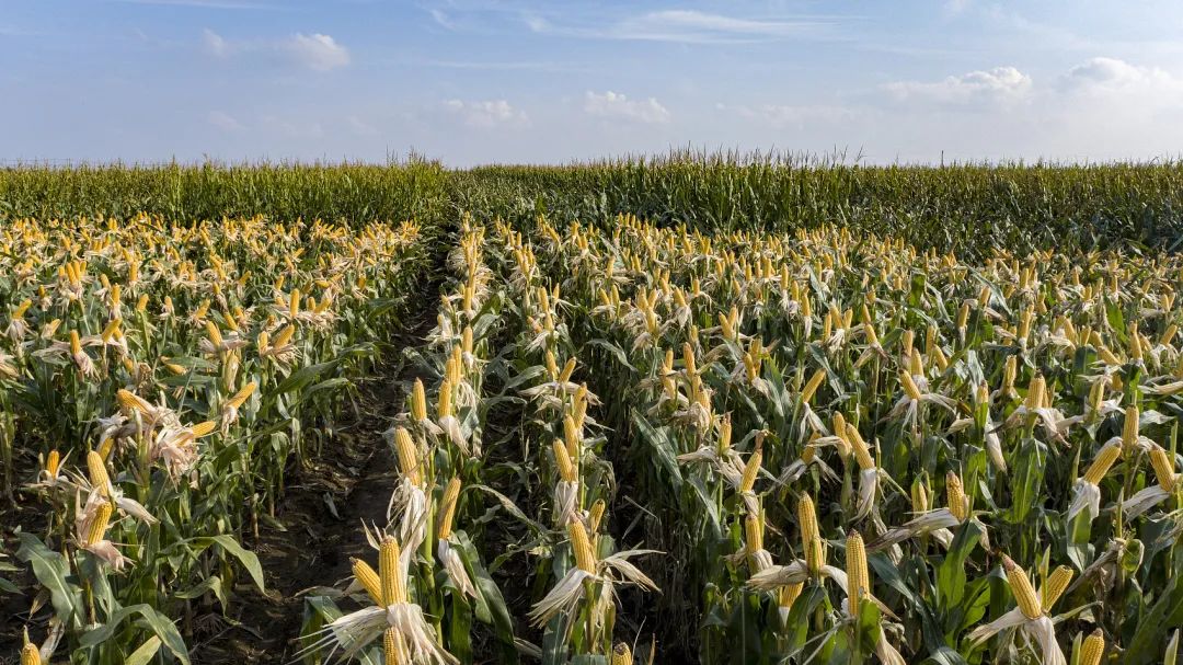 东北的冷知识是什么,东北冷知识大全