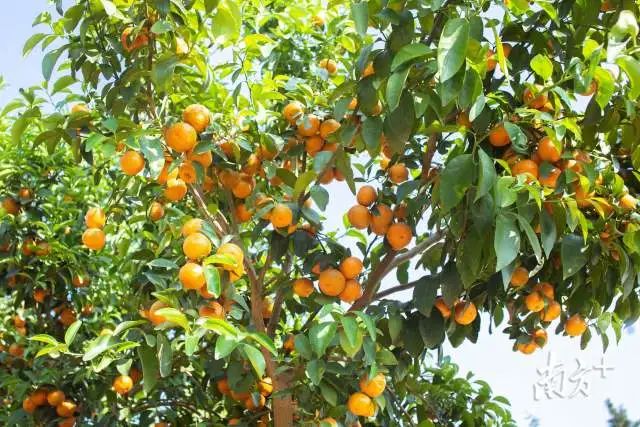 沙糖桔成熟果软,肇庆四会沙糖桔