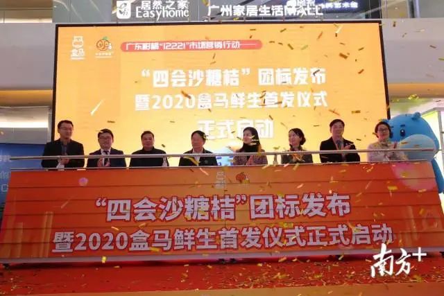 沙糖桔成熟果软,肇庆四会沙糖桔