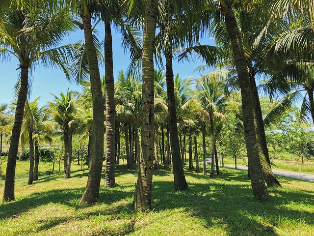 海南海口出发自由行攻略5天,四天三晚海口三亚环岛自驾游攻略