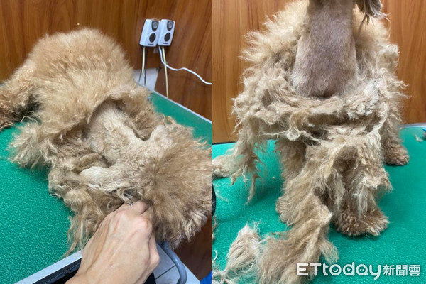 贵宾掀起「整片打结大衣」吓死人!美容师叹:穿可爱衣前请梳毛